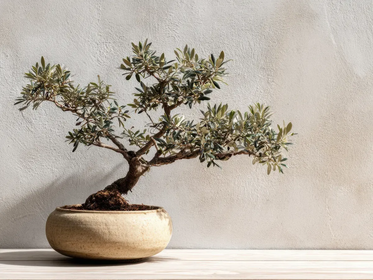 Bonsai olivovník